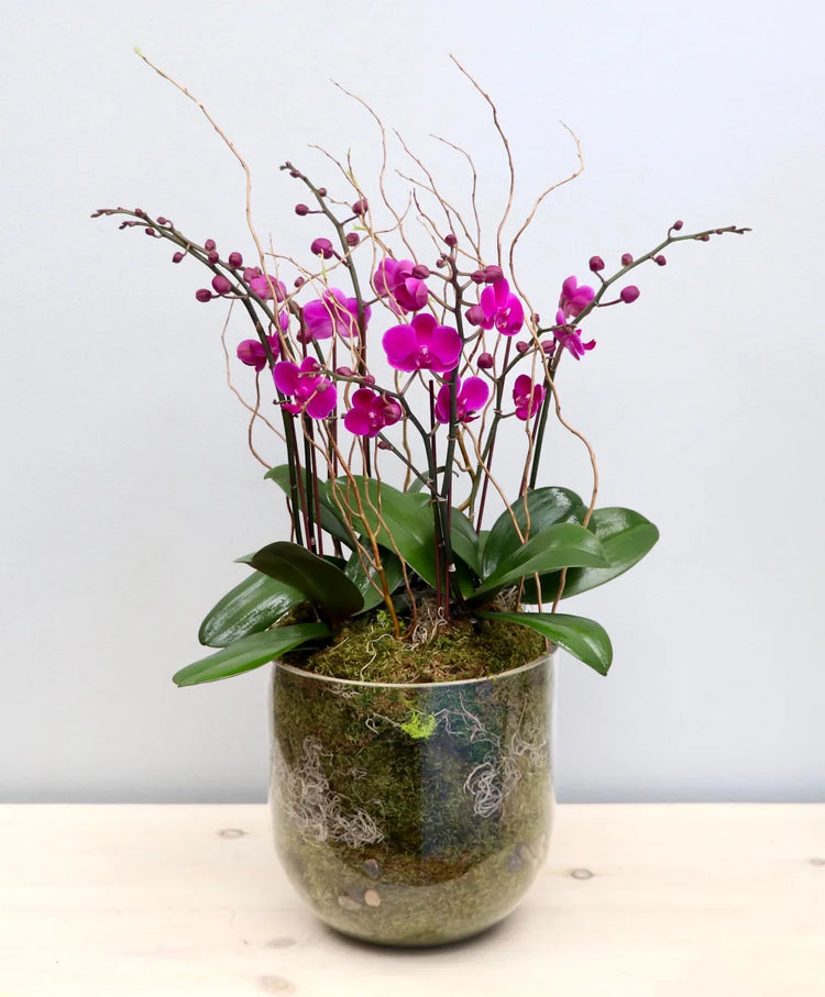 Allure Mini Purple Orchid Planter