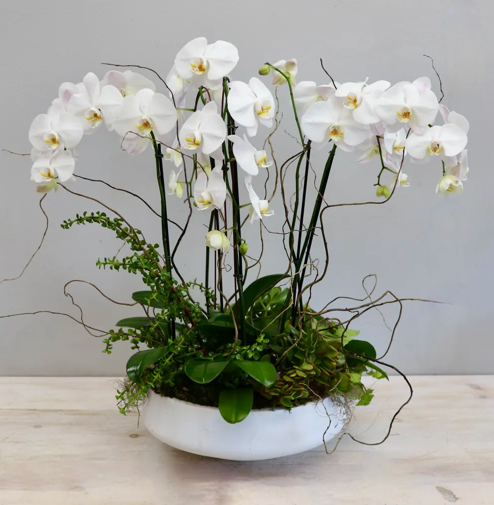 Cotton Clouds 3 Stem Orchids